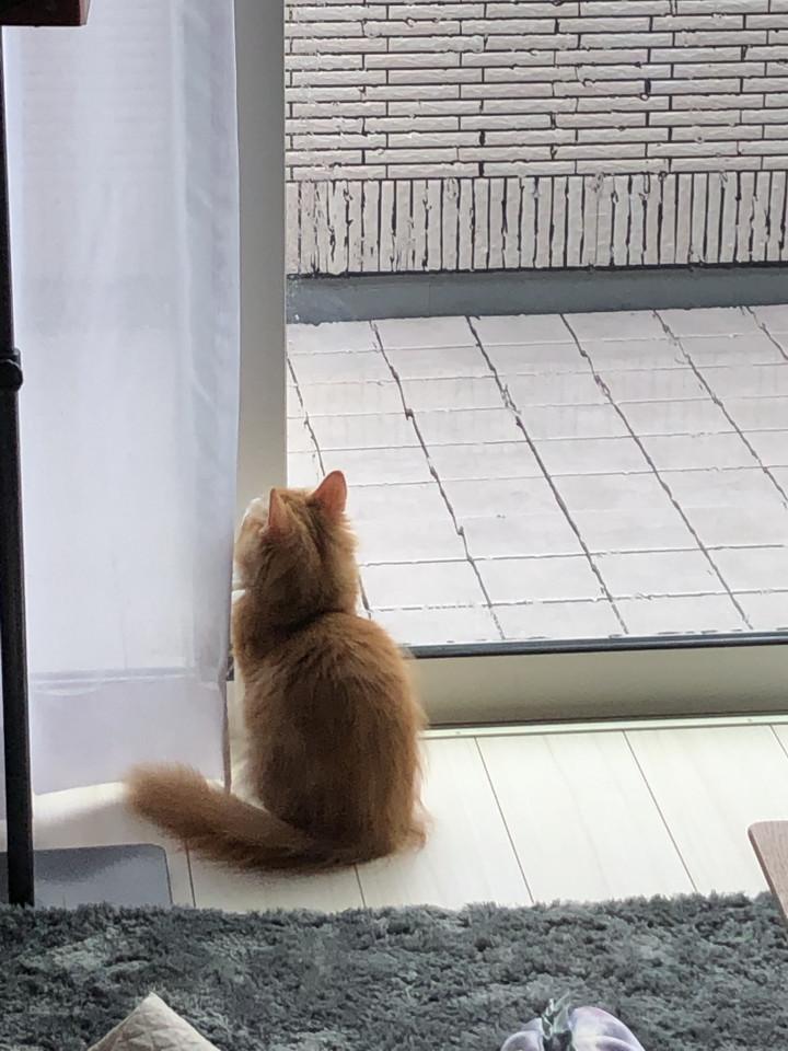 雨ですね おいなりさん さんの猫ブログ ネコジルシ