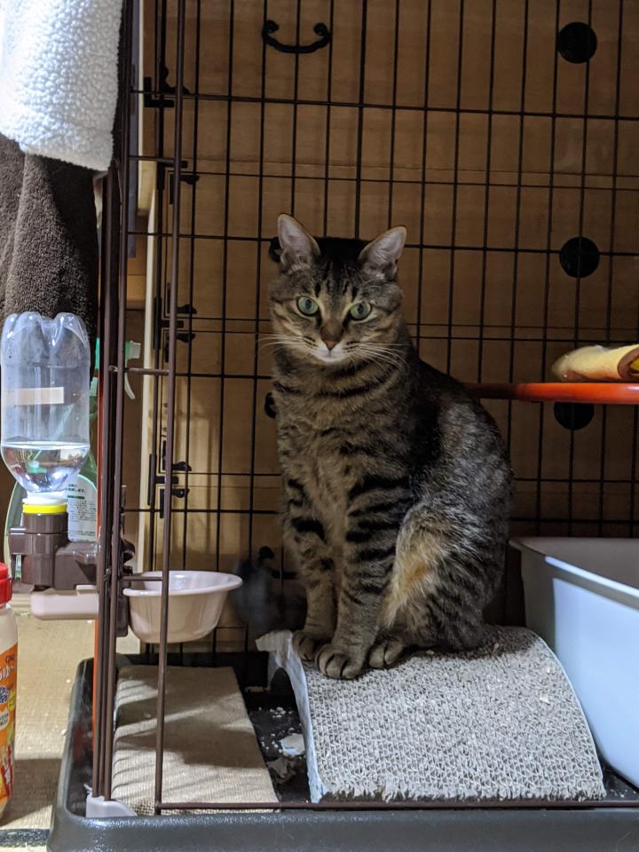 あまり良さが伝わらないケージ飼い ネコミミ茶々くんさんの猫ブログ ネコジルシ