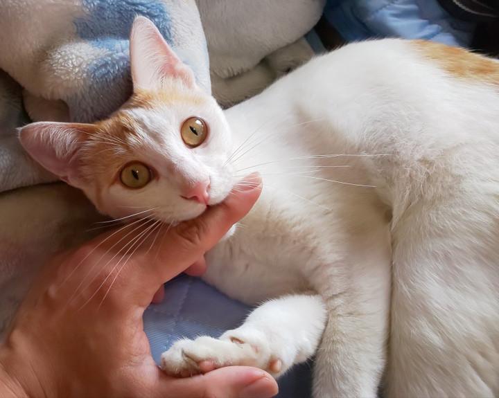 鈴カステラ スナザメさんの猫ブログ ネコジルシ