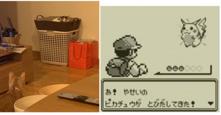 ポケモンずかんジェネレーター スナザメさんの猫ブログ ネコジルシ