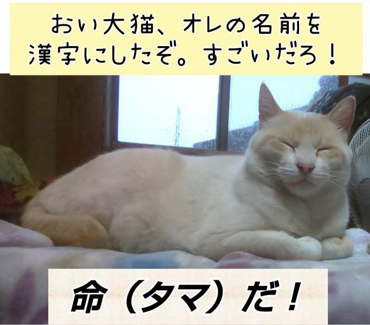 懐かしきゲーメスト 猫少し スナザメさんの猫ブログ ネコジルシ