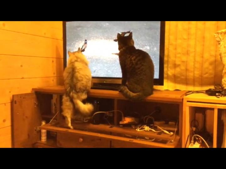 猫の喜ぶ動画を見せた結果 ルカプリさんの猫ブログ ネコジルシ