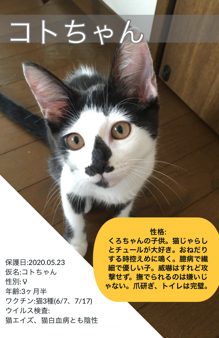 譲渡会用の紹介カード作ってみた さきやまねさんの猫ブログ ネコジルシ