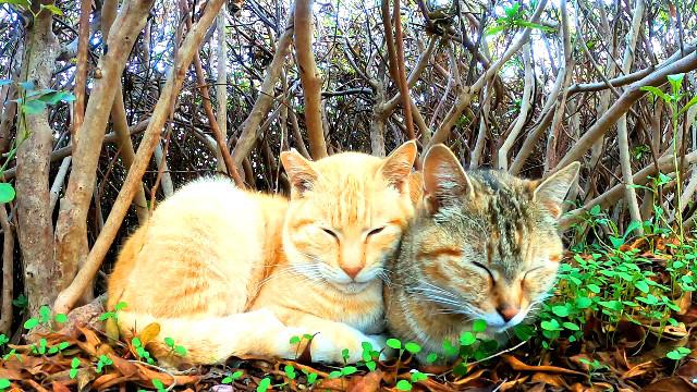 少女の色、収納スペース、猫の別荘、大容量、猫の楽園（づ◡ど