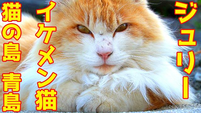 猫の島青島のイケメン猫のジュリーってどんな猫 Catuber猫たかdさんの猫ブログ ネコジルシ