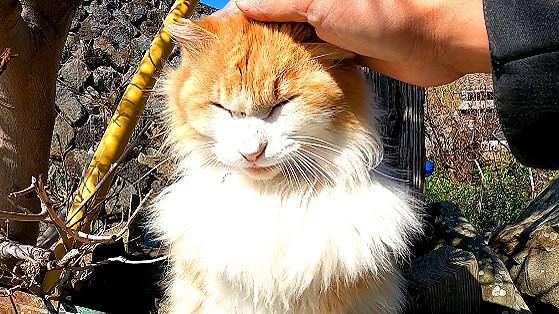 猫の島青島３日目にしてジュリー心開く Catuber猫たかdさんの猫ブログ ネコジルシ