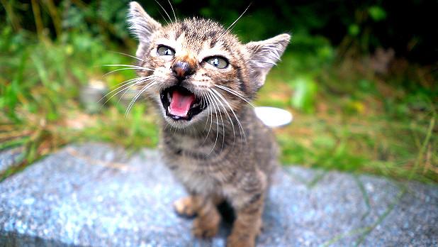 令和２年７月豪雨の中 必死にちゅ るをくれ と鳴き叫ぶ子猫たち Catuber猫たかdさんの猫ブログ ネコジルシ