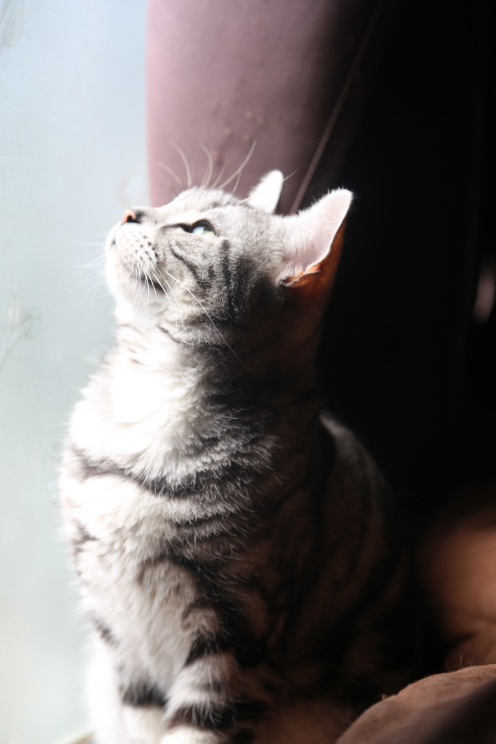 美しいネコ マーベル 可愛いネコ マーベル なんちゃって親父さんの猫ブログ ネコジルシ