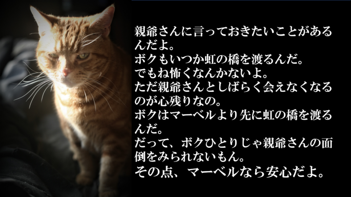 もしもネコがﾀﾋんだら。 - なんちゃって親父さんの猫日記