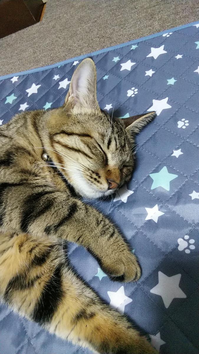 呼吸について教えてください ラーマさんの猫ブログ ネコジルシ