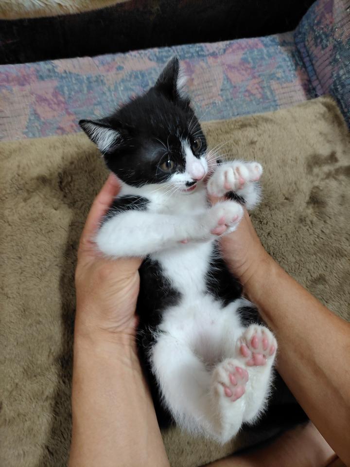 元気すぎるコテツ よもぎ ほみ太郎さんの猫ブログ ネコジルシ