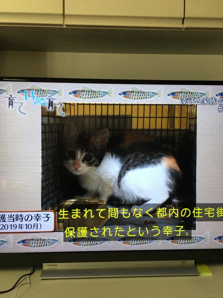 ねこ育て いぬ育て 猫の先天性進行脳障害 まりっぺママさんの猫ブログ ネコジルシ