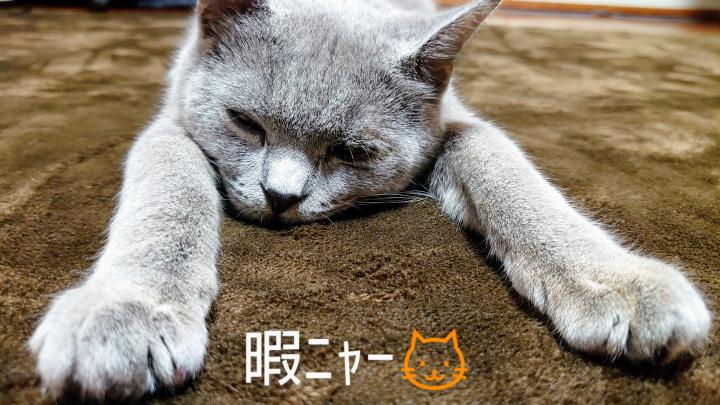 いつまで続く きびまるこさんの猫ブログ ネコジルシ