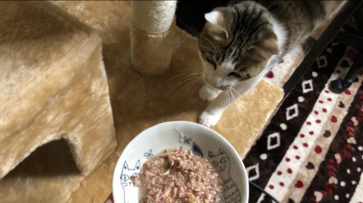 初めてのツナ缶 お腹一杯で残りを埋める子猫 あずきちゃんの猫御殿さんの猫ブログ ネコジルシ