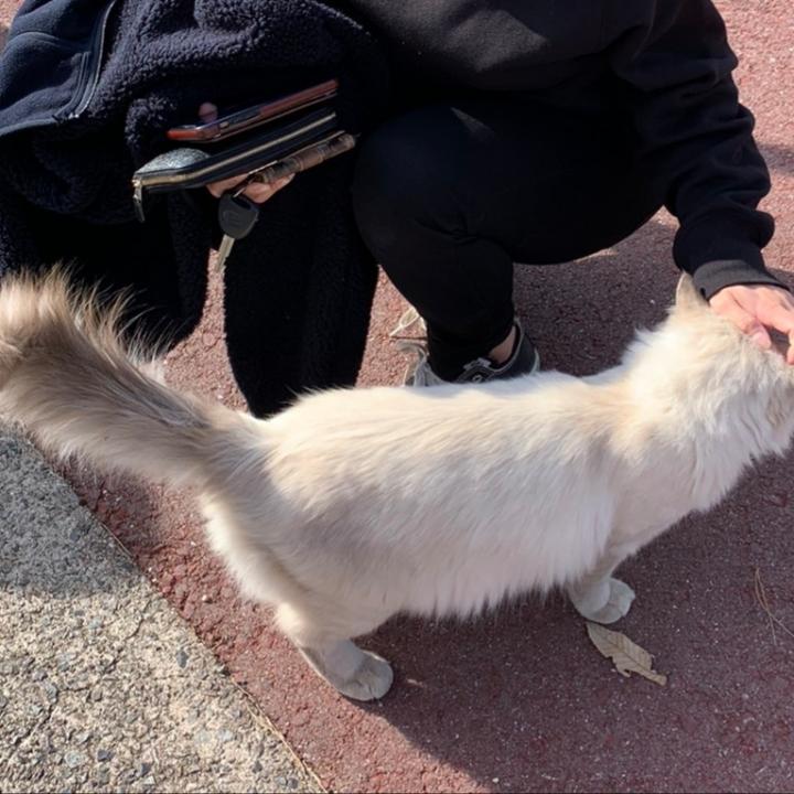 保護猫ちゃんの兄妹ちゃん あいるなかちゃんさんの猫ブログ ネコジルシ