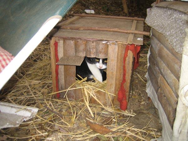 一戸建てマイホームに住む猫 猫次郎さんの猫ブログ ネコジルシ