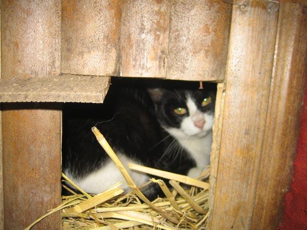 一戸建てマイホームに住む猫 猫次郎さんの猫ブログ ネコジルシ