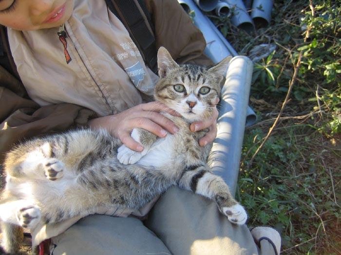 人気が出てきたニャン吉 猫次郎さんの猫ブログ ネコジルシ