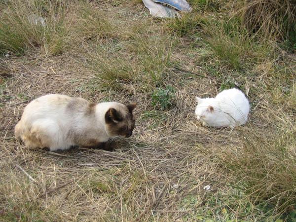 しろちゃん襲われる 猫次郎さんの猫ブログ ネコジルシ