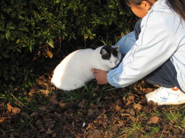 日曜日の公園 猫次郎さんの猫ブログ ネコジルシ