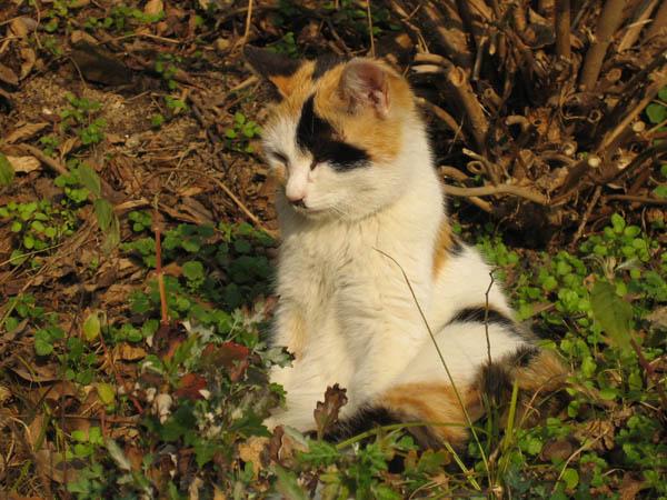 日曜日の公園 猫次郎さんの猫ブログ ネコジルシ