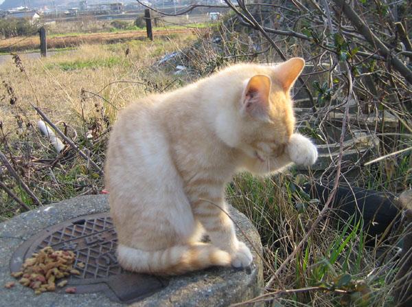 暖かい一日でした 猫次郎さんの猫ブログ ネコジルシ