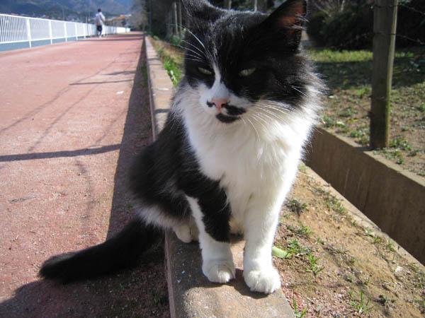 天気がいい日は猫ちゃんも気持ちよさそう 猫次郎さんの猫ブログ ネコジルシ