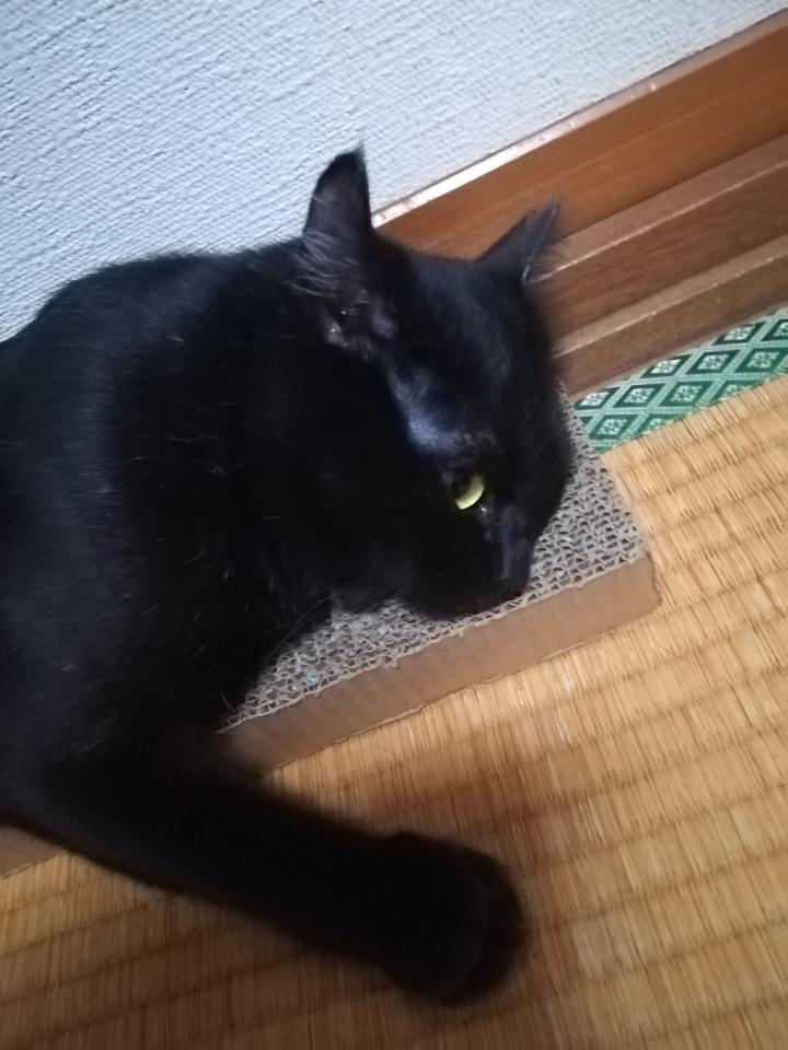 優しい優しい猫パンチ らっきゅんさんの猫ブログ ネコジルシ