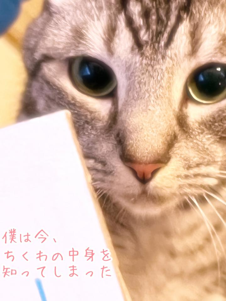 ちくわの中身 よっぴん1号さんの猫ブログ ネコジルシ