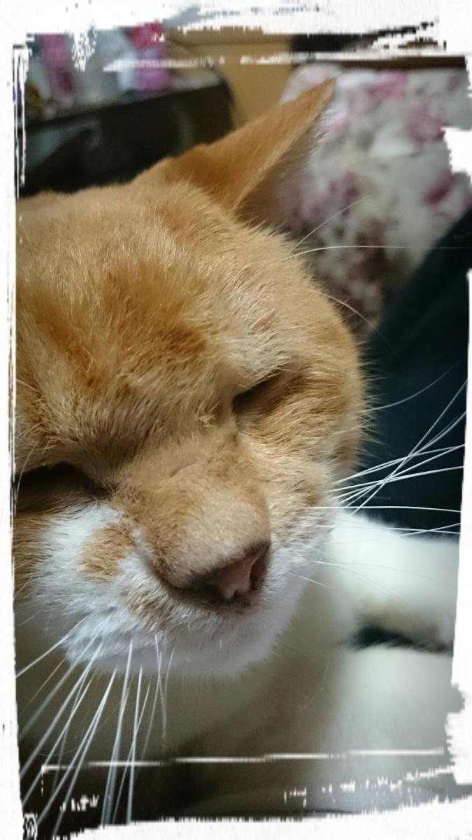 慢性腎不全の治療にかかった費用 豆田さんの猫ブログ ネコジルシ