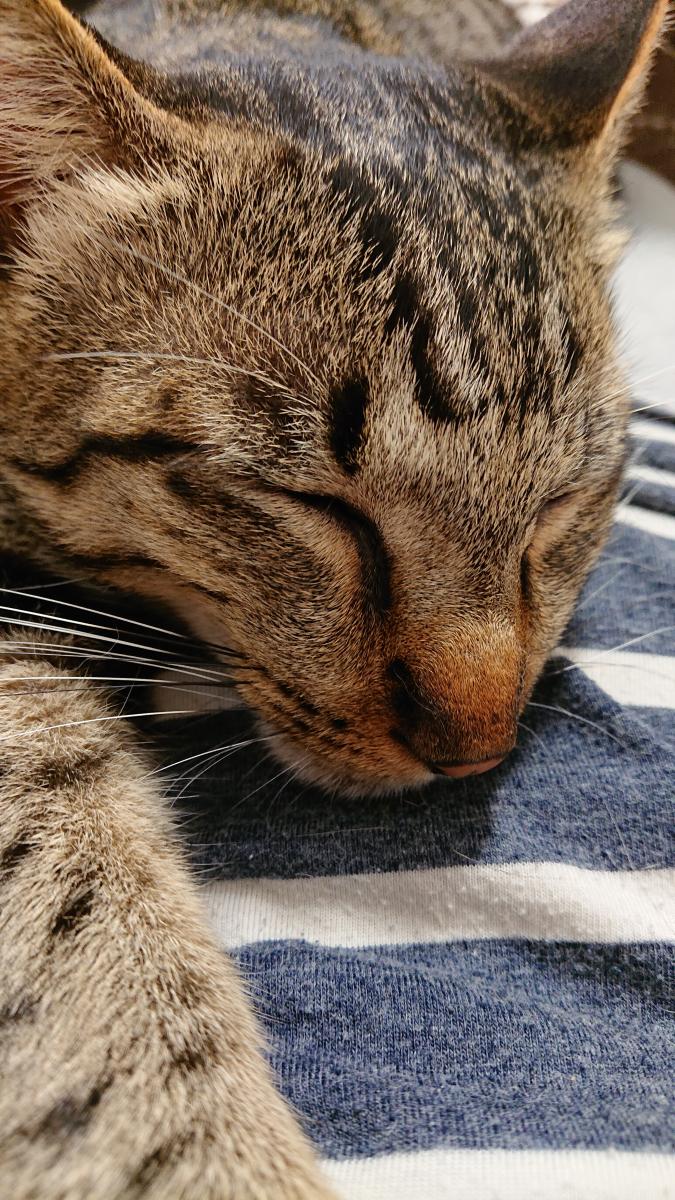 動物病院をかえようかな 豆田さんの猫ブログ ネコジルシ