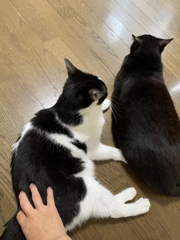 お尻ポンポン ねこけん東京本部さんの猫ブログ ネコジルシ
