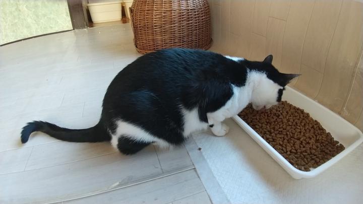 猫にも 食べ物の好き嫌いはある ねこけん東京本部さんの猫ブログ ネコジルシ