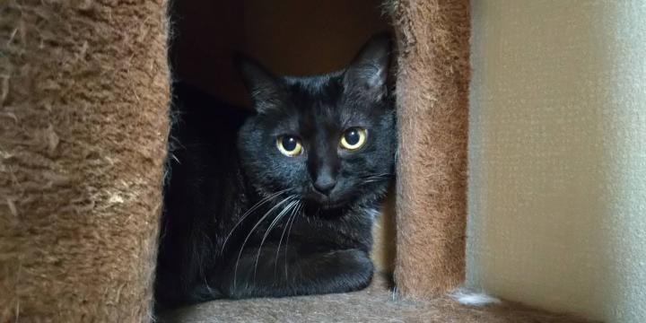 猫にも 食べ物の好き嫌いはある ねこけん東京本部さんの猫ブログ ネコジルシ