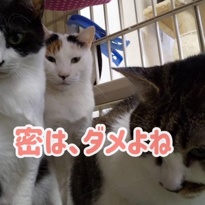 甘えてほしいなぁ 気高きミケ女 まゆみ ねこけん東京本部さんの猫ブログ ネコジルシ