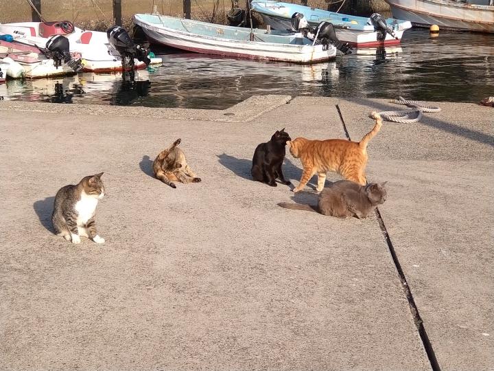 猫の島 相島 まちこママライフさんの猫ブログ ネコジルシ