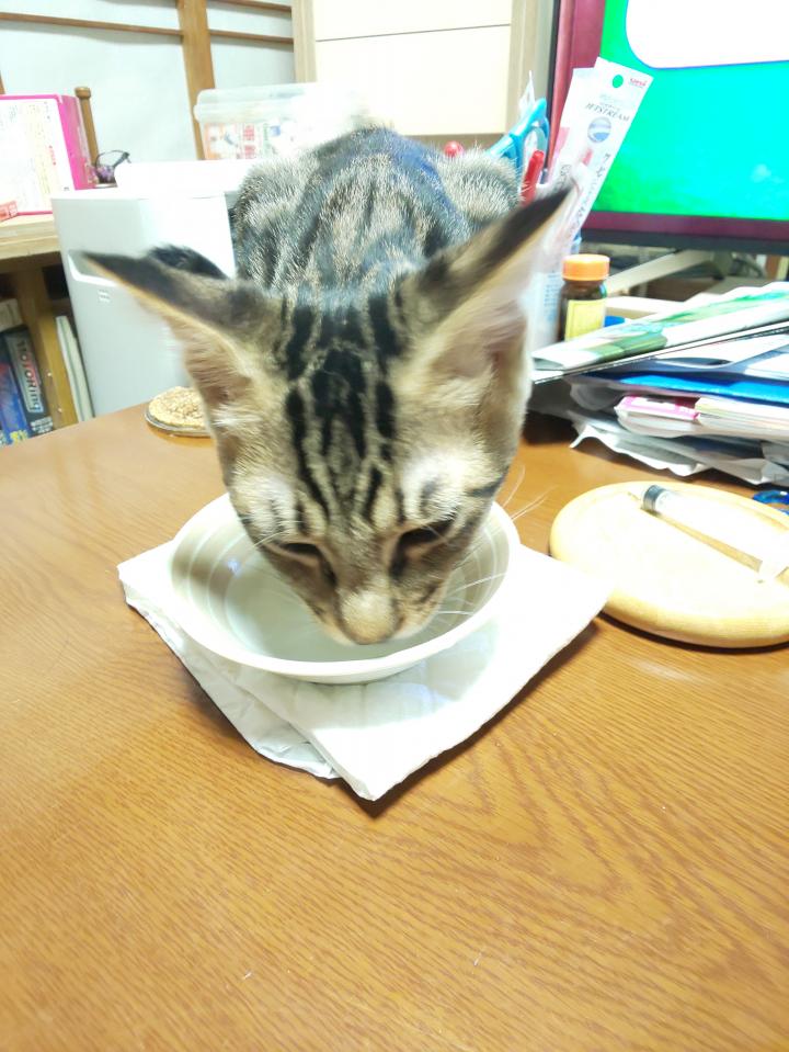 水飲み場 銀ぶち猫さんの猫ブログ ネコジルシ