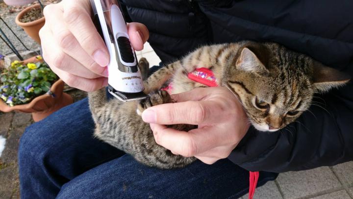 バリカンと白鳥とチュール ねこちゅきさんの猫ブログ ネコジルシ