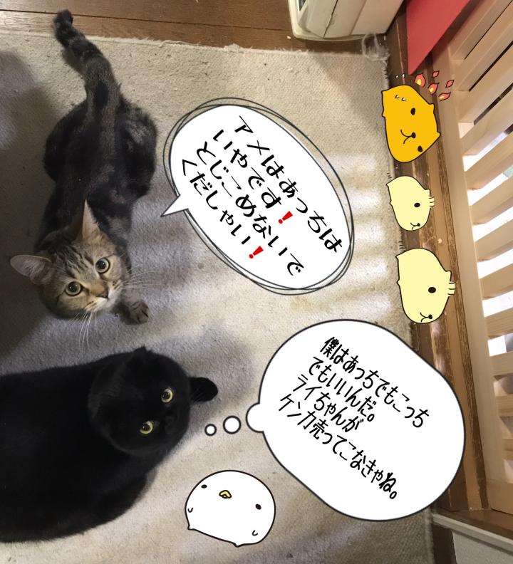 新しいふすま あめちゃさんの猫ブログ ネコジルシ