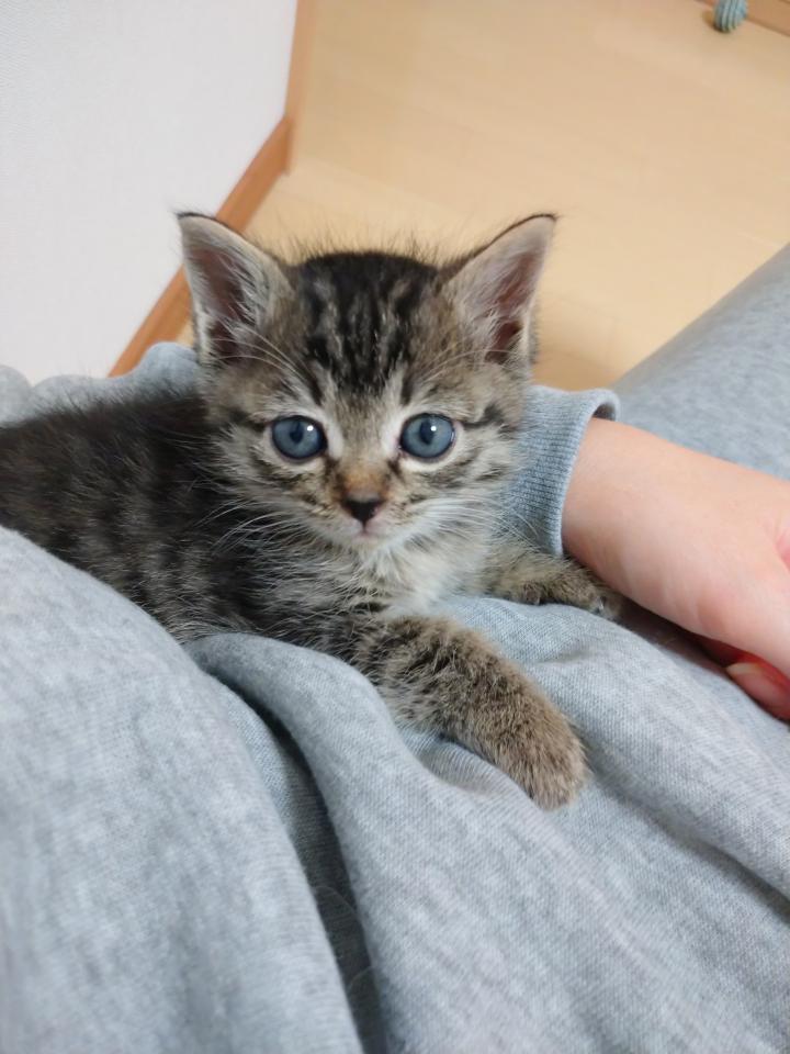 お腹パンパン子猫 メル饅頭さんの猫ブログ ネコジルシ