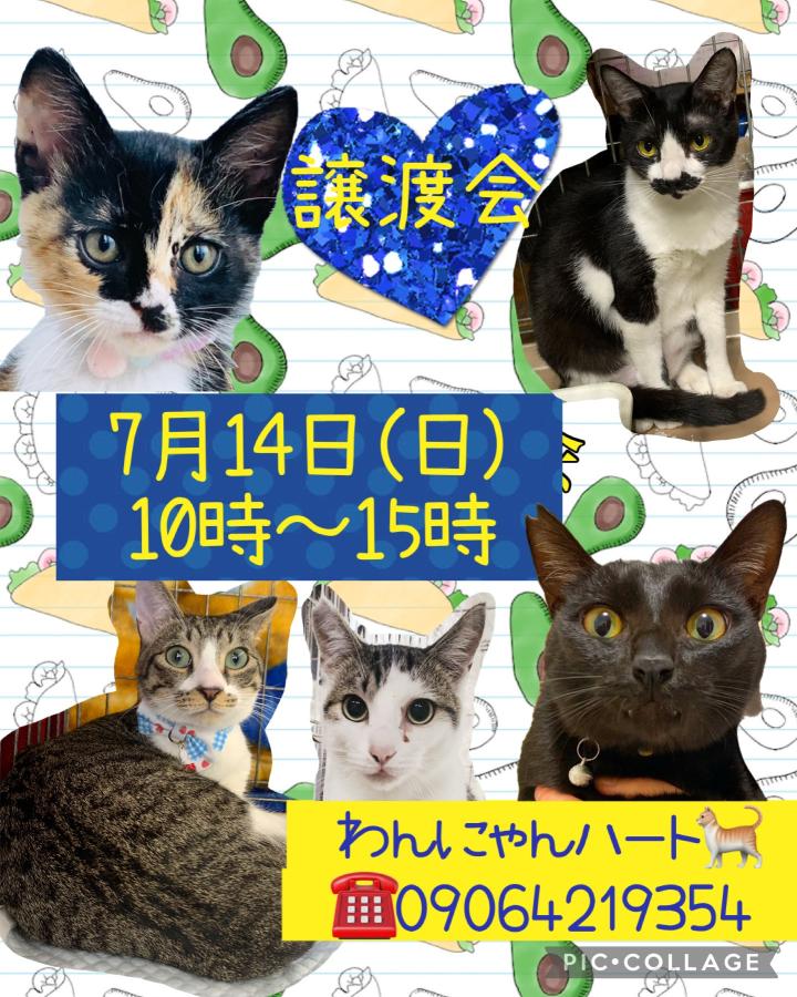 げつ預かり2ヶ月経過😹 - しばにゃんさんの猫日記