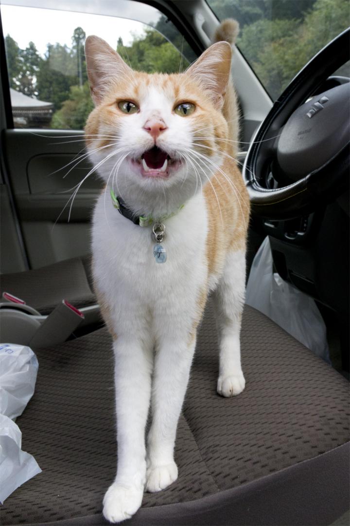 猫寺 御誕生寺 くうしろさんの猫ブログ ネコジルシ