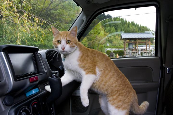 猫寺 御誕生寺 くうしろさんの猫ブログ ネコジルシ