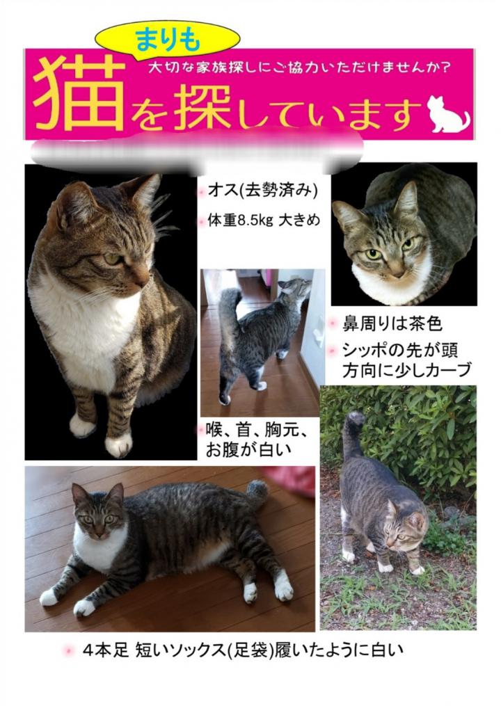 キジ白猫 迷子です もずまりさんの猫ブログ ネコジルシ