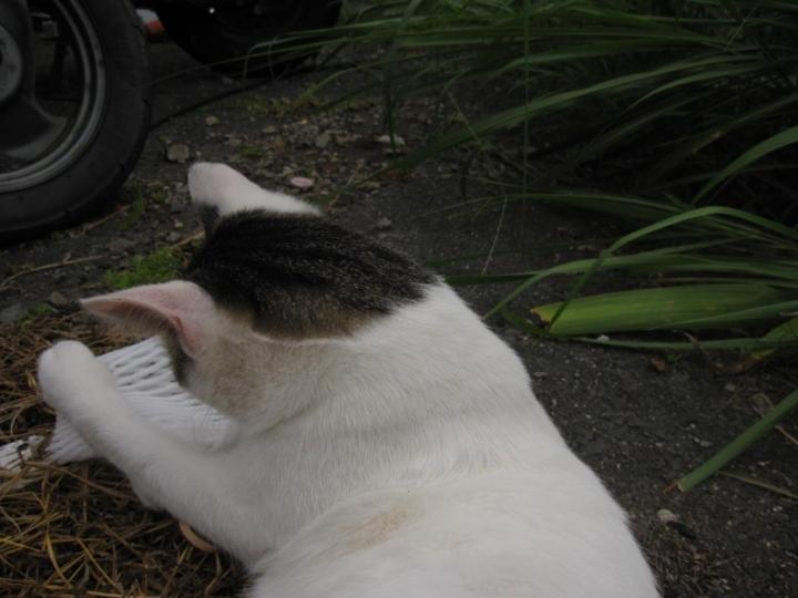 動物愛護週間＆ポメチーさんへ熱視線 - ちゃめろんさんの猫日記