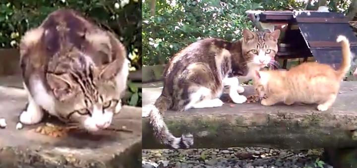 野良猫ラリー 少 様おまとめページ ☆英傑大戦