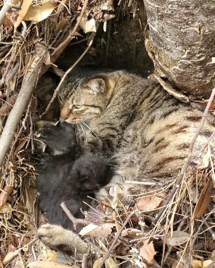 野良猫ママと仔猫祭り…？ - 天使の天君さんの猫日記