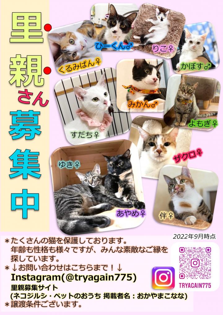 里親募集猫ポスター - おかやまこななさんの猫日記