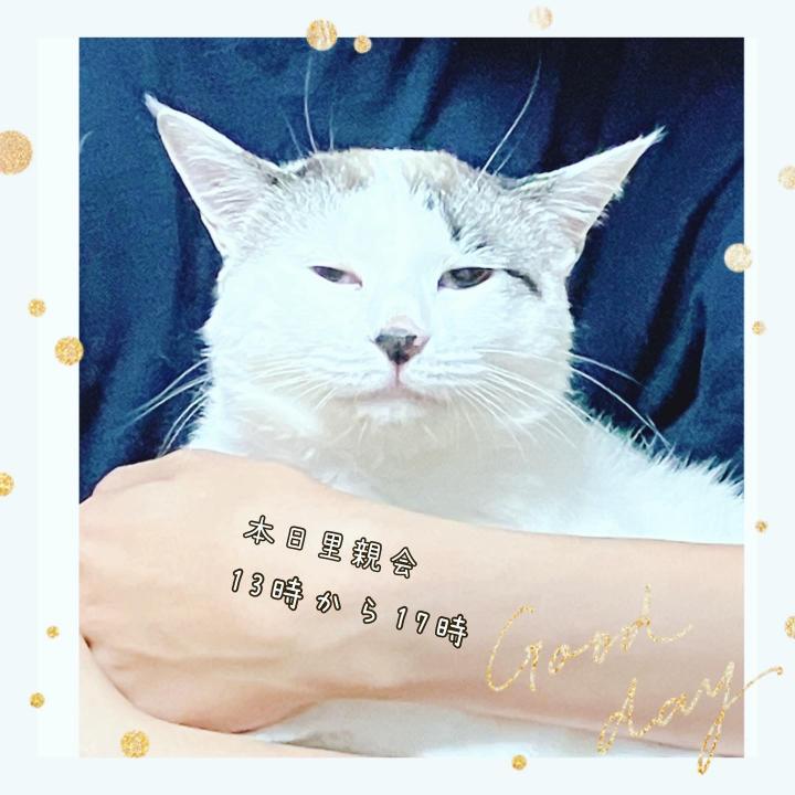 保護猫カフェwish At Catsさんの猫ブログ ネコジルシ