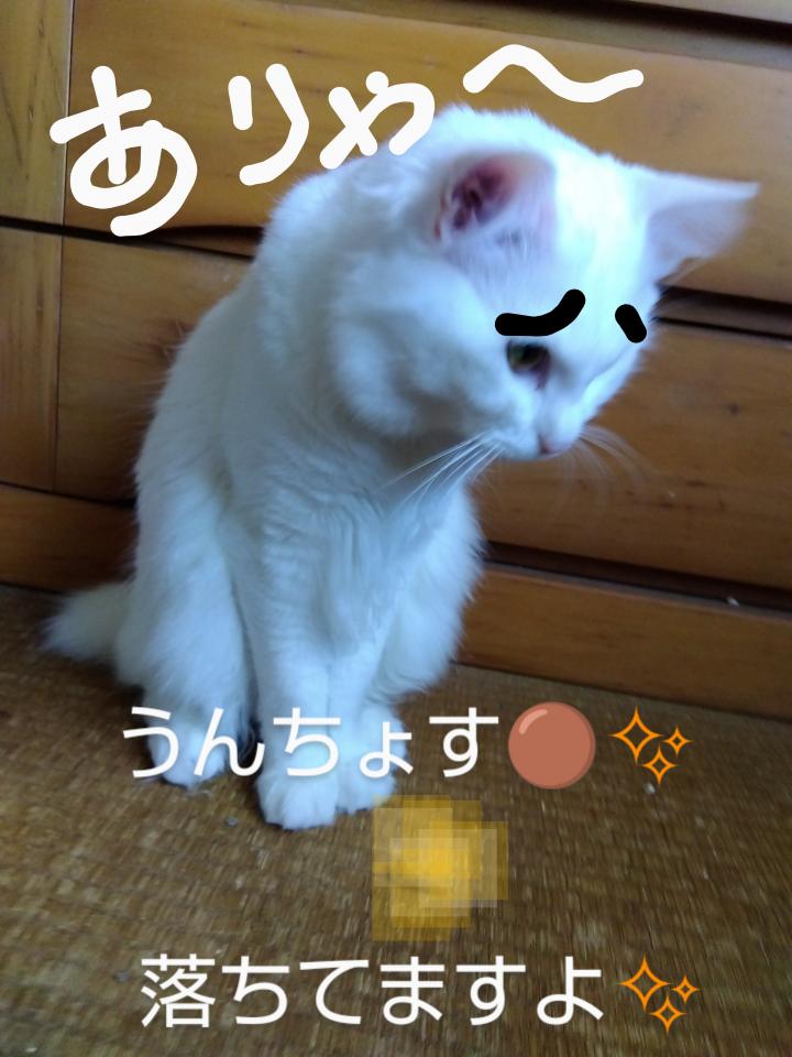 馬鹿者ようんちょす  ✨で爆発を学べ！ - 蕪がうまいさんの猫日記